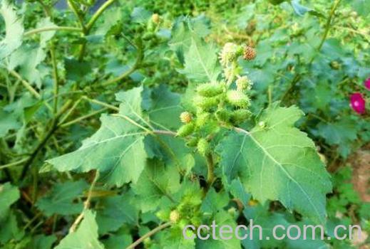 苍耳草的功效与作用及药用价值-1