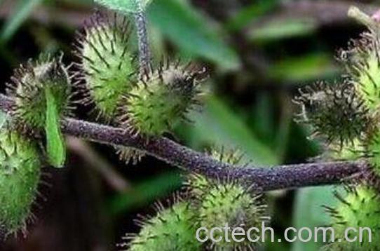 苍耳泡脚有什么作用 苍耳泡脚的方法-1