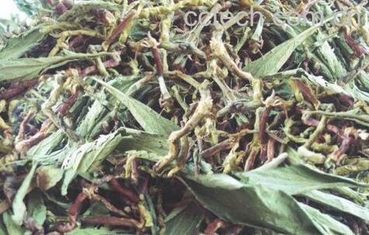 山蜜草的功效与作用 山蜜草的营养价值-0