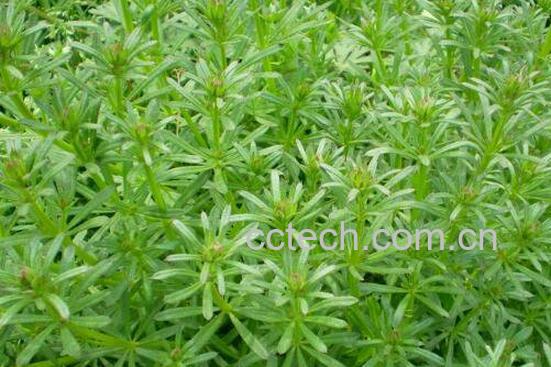 猪殃殃的功效与作用 猪殃殃草的副作用-0