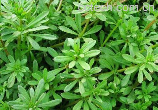 猪殃殃的功效与作用 猪殃殃草的副作用-1