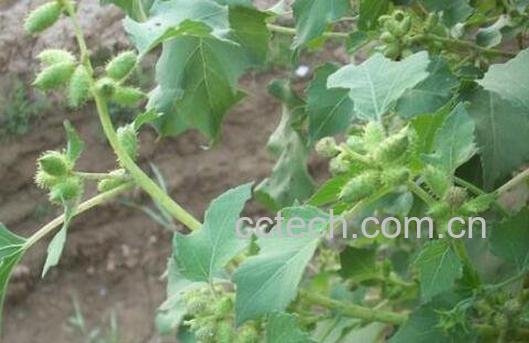 苍耳叶的功效与作用-0