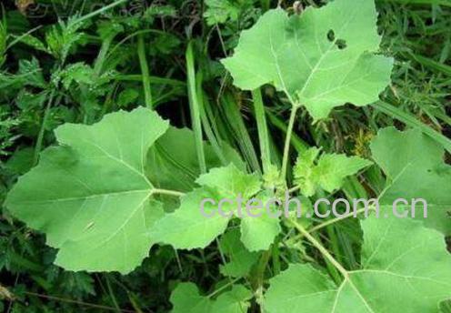 苍耳叶的功效与作用-1