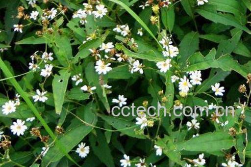 女菀图片 女菀的功效与作用-0