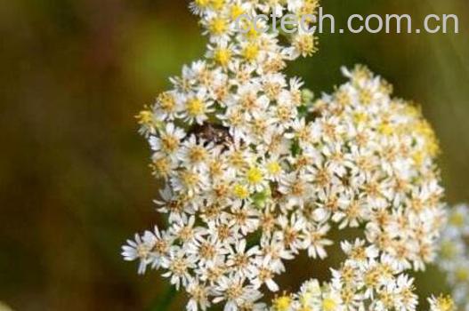 女菀图片 女菀的功效与作用-1