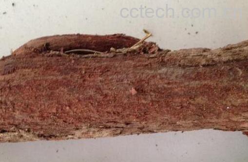 红穿破石的功效和作用及药用价值-0