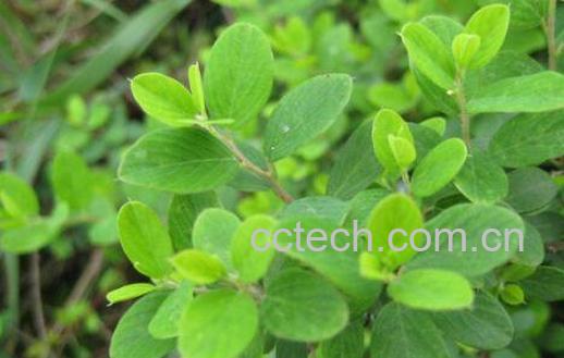 铁包金的功效与作用及药用价值-0