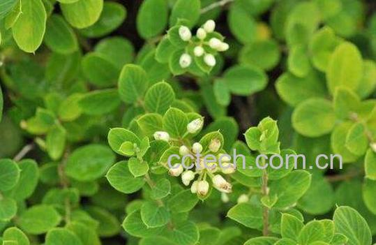 铁包金的功效与作用及药用价值-1