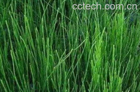  节节草的功效与作用及药用价值-0