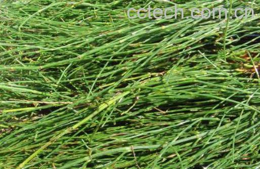  节节草的功效与作用及药用价值-1