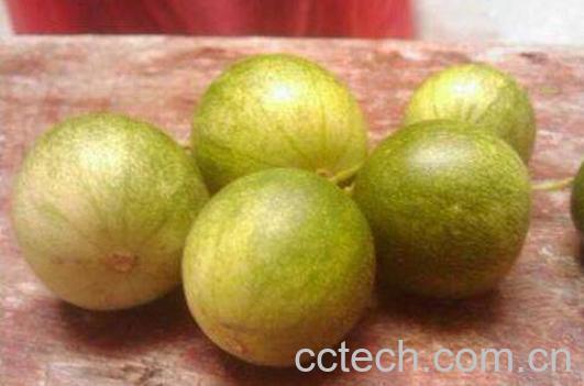 小马泡可以吃吗 小马泡的功效与作用-1