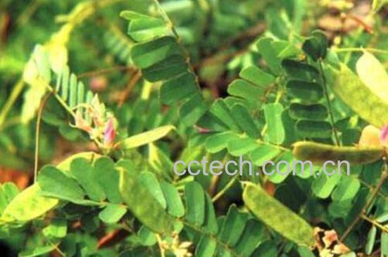 什么是粘身草 粘身草的功效与作用-1