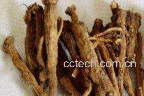 土大黄根的功效与作用-1