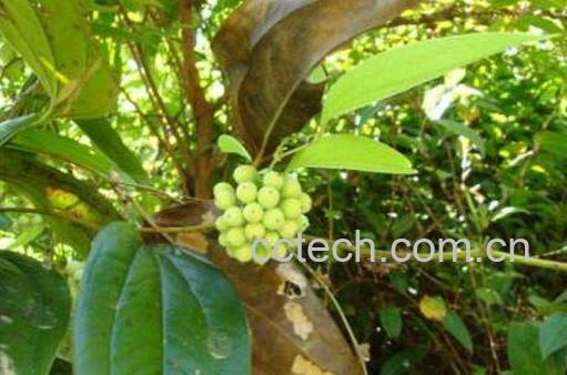 九牛力的功效与作用-1