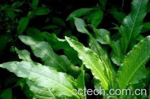 土大黄的功效与作用-1