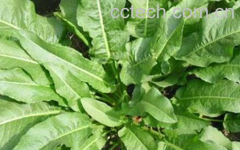 土大黄的功效与作用-0