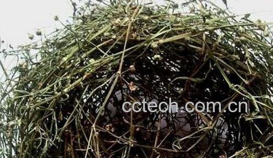 百花蛇舌草功效与禁忌-1