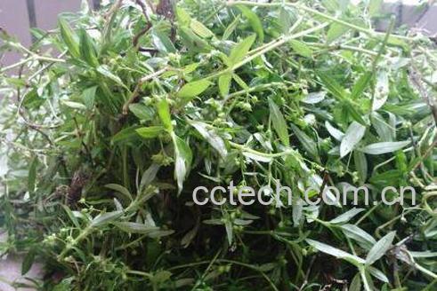 百花蛇舌草功效与禁忌-0