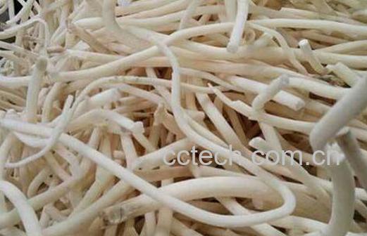 通奶草的作用与功效 通奶草真的可以下奶吗-1