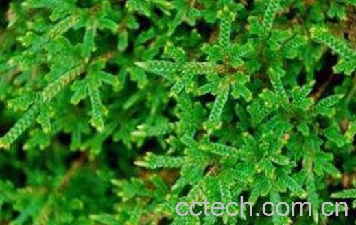 九死还魂草泡茶的功效-1