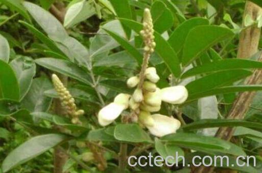 牛大力的功效与作用及药用价值-0