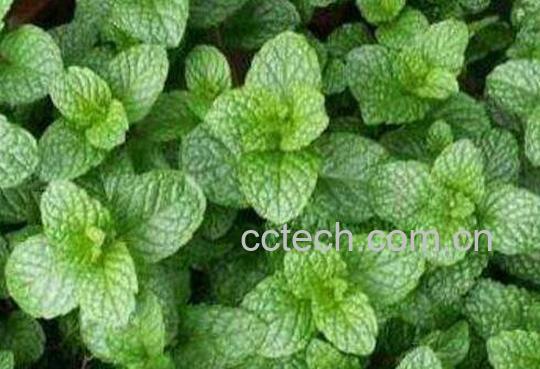 野生薄荷的功效和作用-0