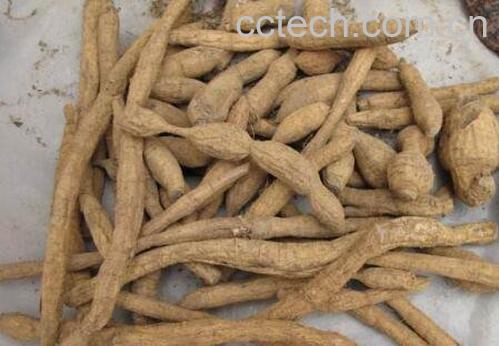 牛大力的功效与作用及药用价值-1