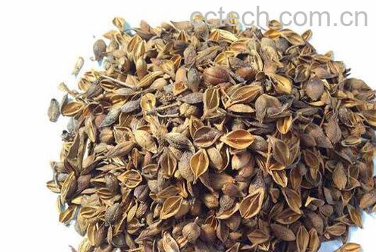 连翘壳的功效与作用-0