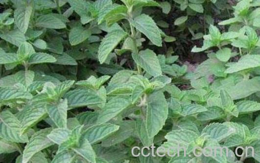 野生薄荷的功效和作用-1