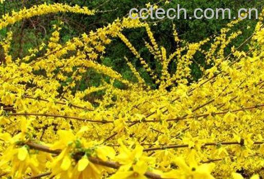 连翘花的功效与作用-0