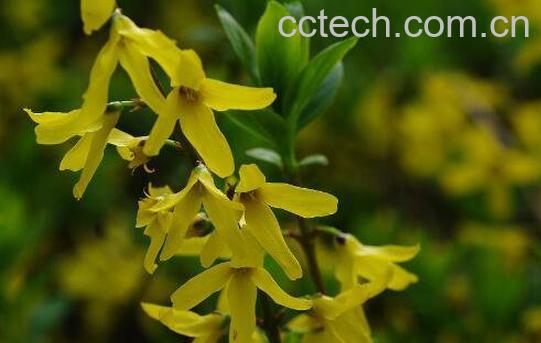 连翘花的功效与作用-1