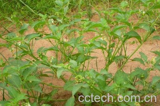 龙葵草的功效与作用-1