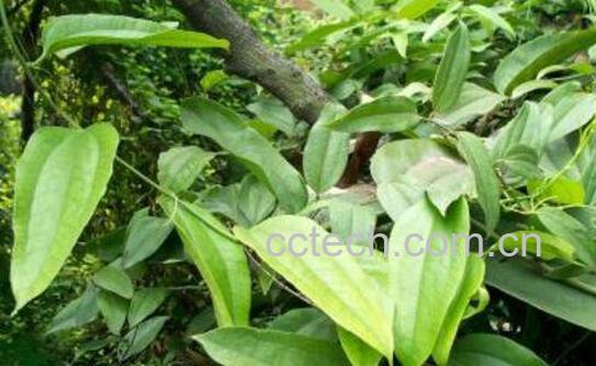 金刚藤根煮水的作用-0