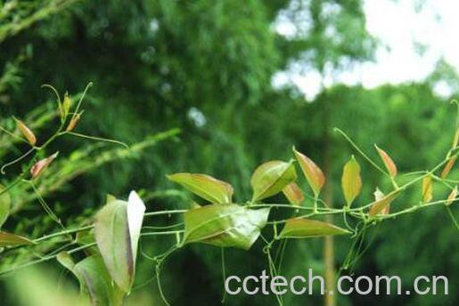 金刚藤根煮水的作用-1