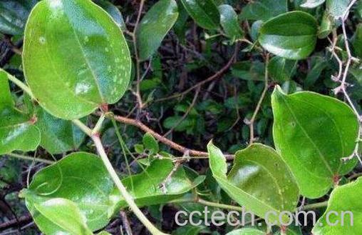 金刚藤的功效与作用及药用价值-0