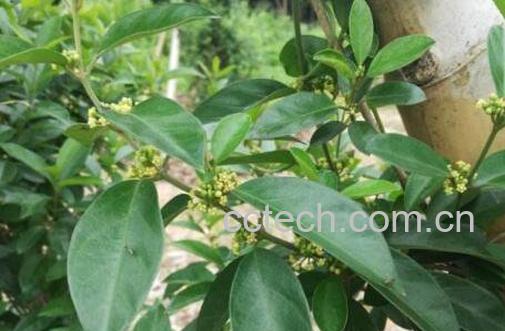 金刚藤的功效与作用及药用价值-1