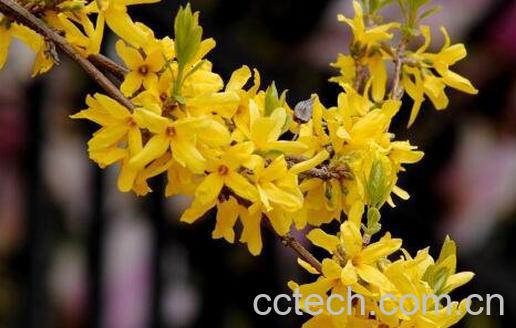 连翘花泡水的功效与作用-0