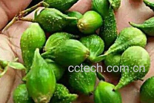 青连翘的功效与作用及药用价值-0