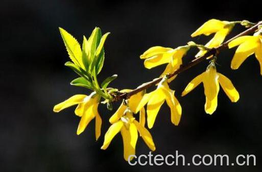 连翘花泡水的功效与作用-1