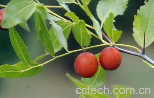 酸枣叶的功效与作用-0