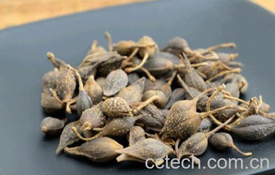 青连翘的功效与作用及药用价值-1