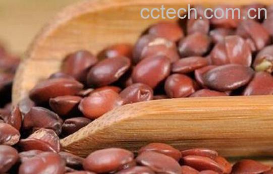 山枣核的功效与作用-1