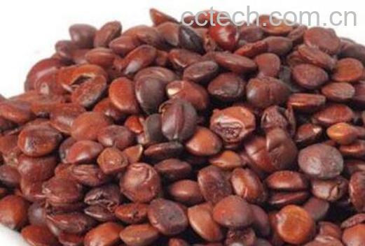 山枣核的功效与作用-0