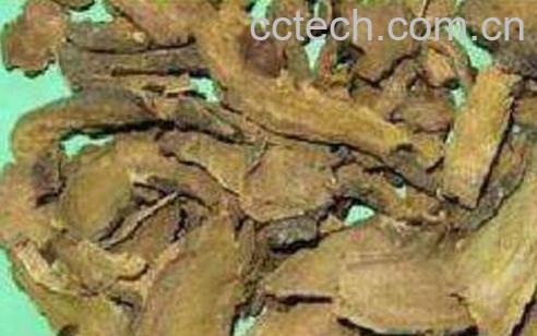 如何用土大黄泡酒 土大黄泡酒有什么作用-0