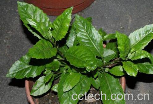 降压草真的能降压吗 降压草的副作用-1