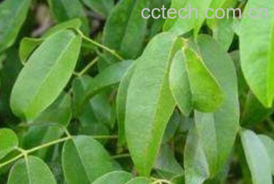 油甘子叶的作用和功效及药用价值-0