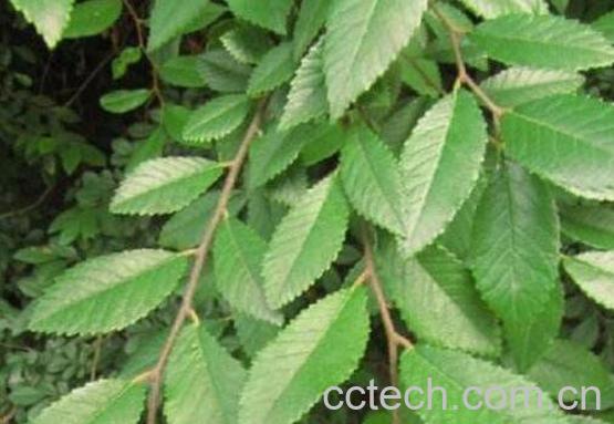 油甘子叶的作用和功效及药用价值-1