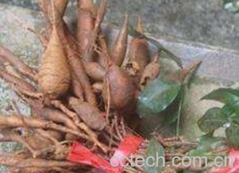 牛大力壮阳偏方 牛大力中药泡酒配方-0