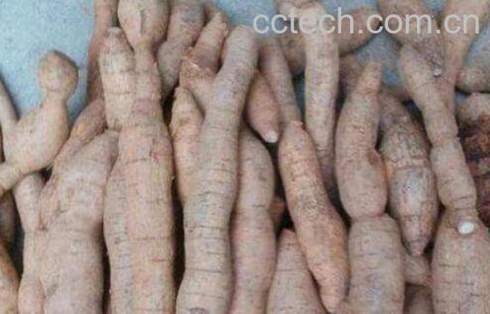 牛大力壮阳偏方 牛大力中药泡酒配方-1