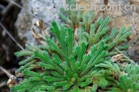 九死还魂草的功效与作用-1